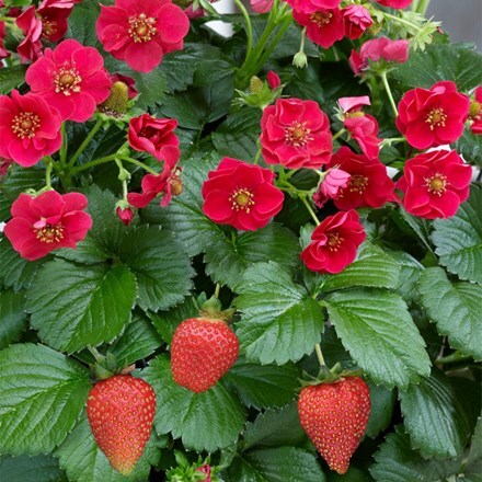 strawberry Summer Breeze Rose F1