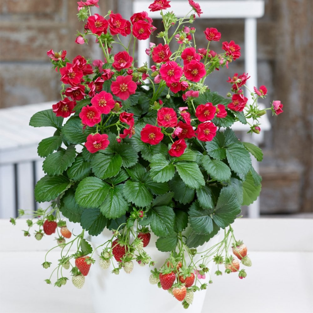 strawberry 'Summer Breeze Rose' F1
