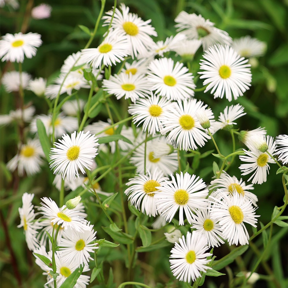 <i>Erigeron</i> 'Schneewittchen'