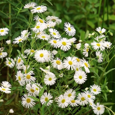 Erigeron Schneewittchen