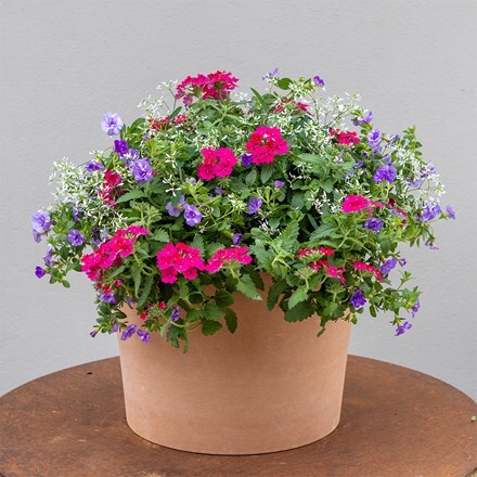 Miss Marple - Easyplanter for hanging baskets & patio pots
