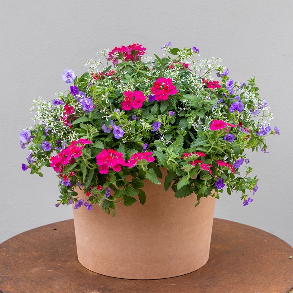Miss Marple - Easyplanter for hanging baskets & patio pots