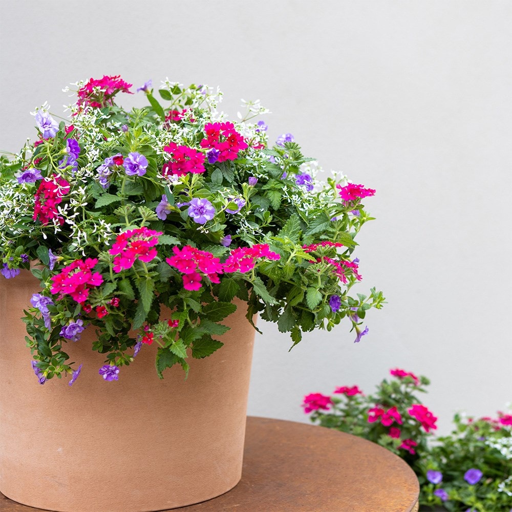 Miss Marple - Easyplanter for hanging baskets & patio pots