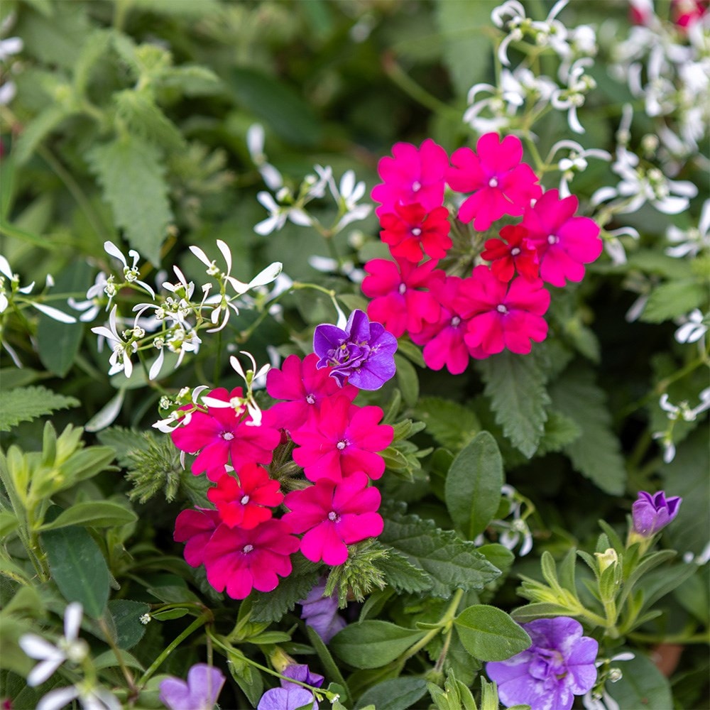 Miss Marple - Easyplanter for hanging baskets & patio pots