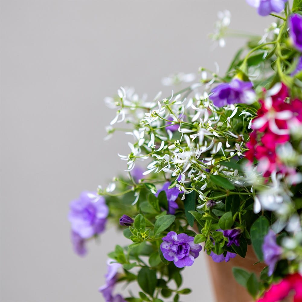 Miss Marple - Easyplanter for hanging baskets & patio pots