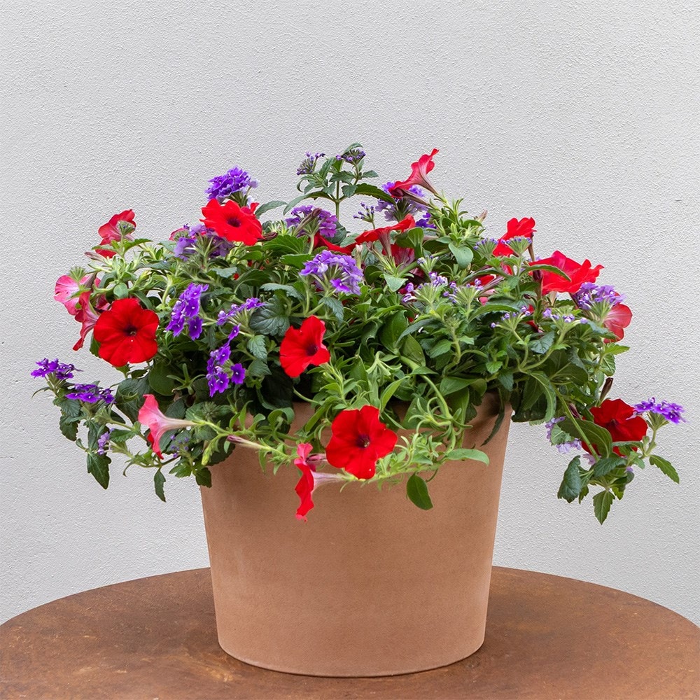 Ruby Amethyst - Easyplanter for hanging baskets & patio pots