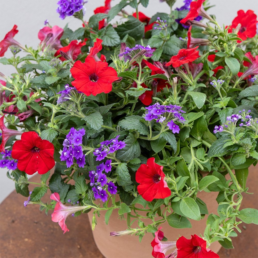 Ruby Amethyst - Easyplanter for hanging baskets & patio pots