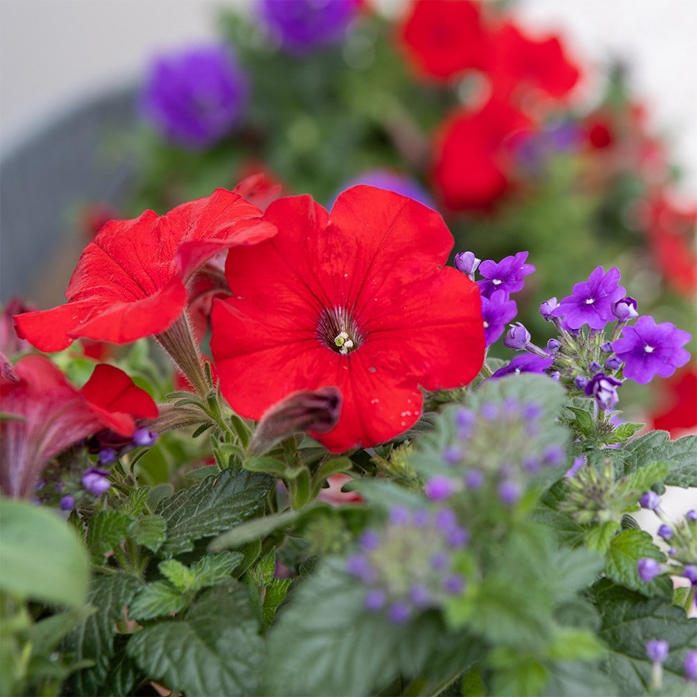 Ruby Amethyst - Easyplanter for hanging baskets & patio pots