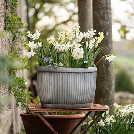 100 days of spring promise pot collection