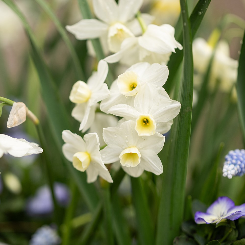 <i>100 days of spring promise</i> 'pot collection'