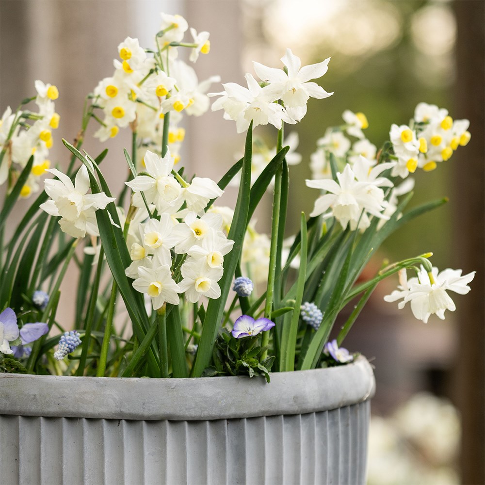 100 days of whites & blues pot collection