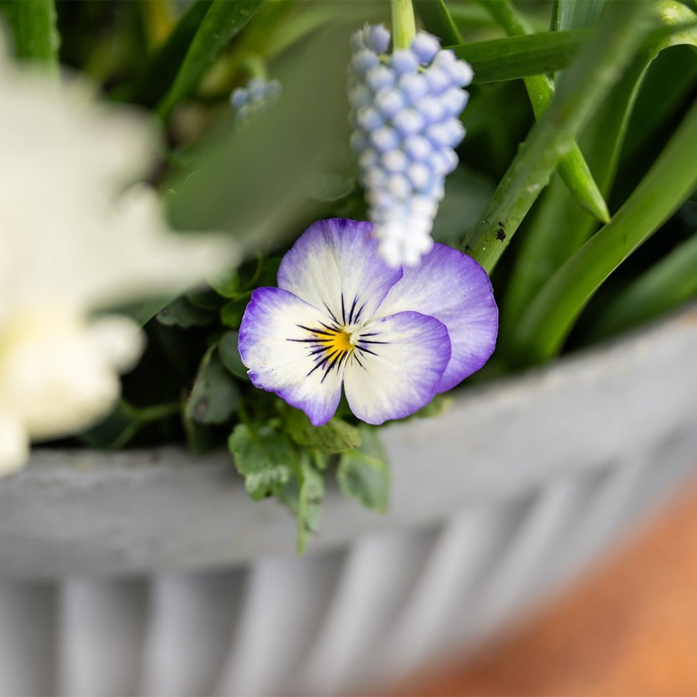 <i>100 days of spring promise</i> 'pot collection'