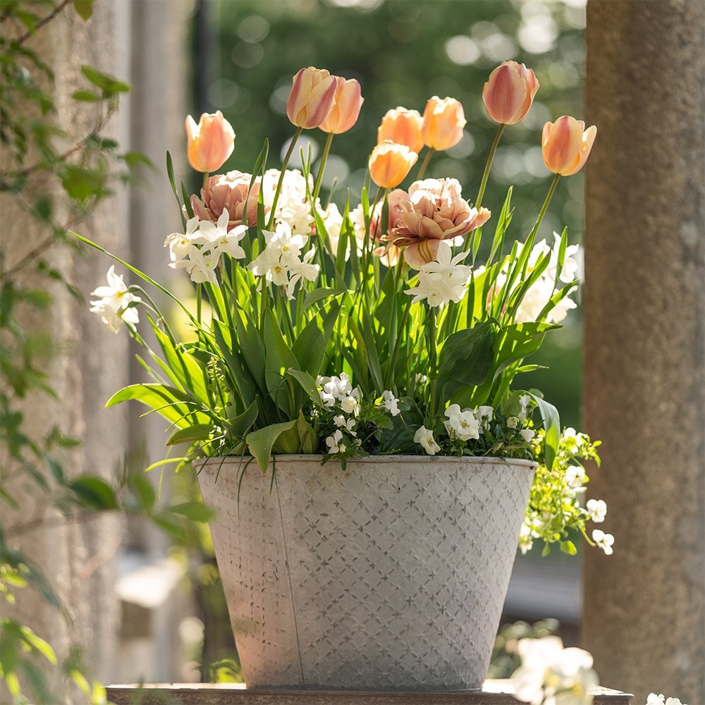 Product options image