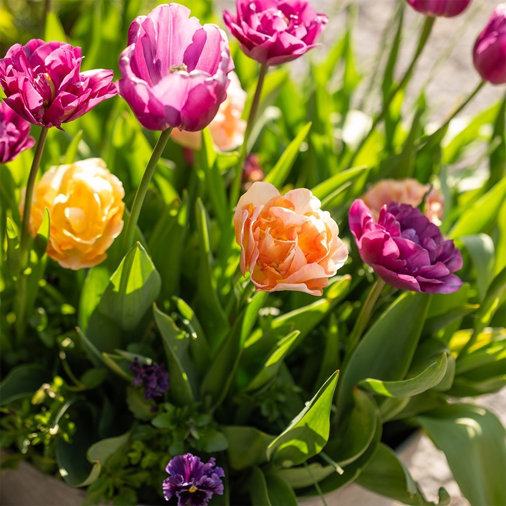 100 days of spring promise pot collection