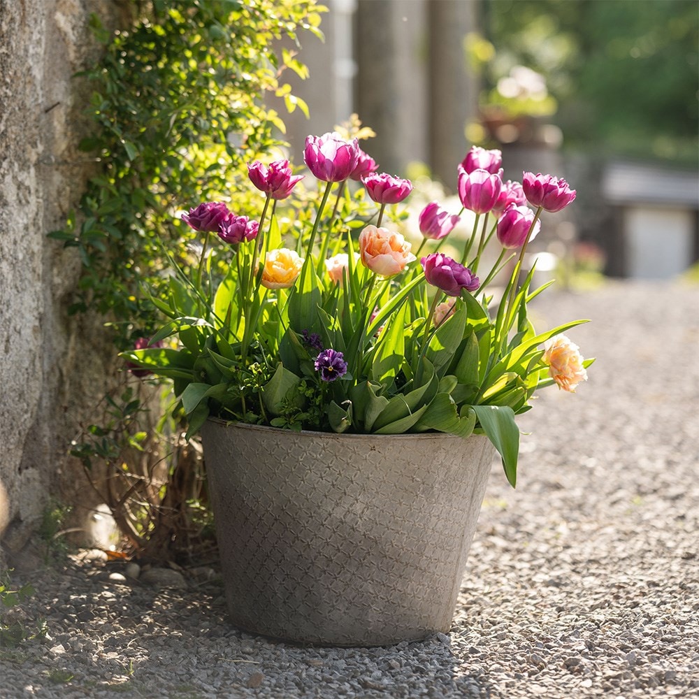 100 days of spring promise pot collection