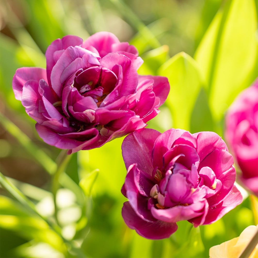 100 days of spring promise pot collection