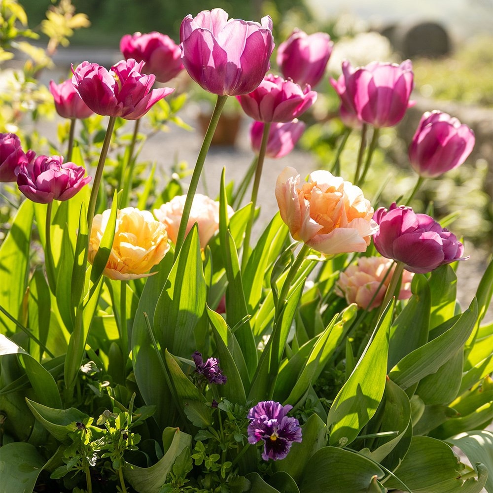 100 days of spring promise pot collection