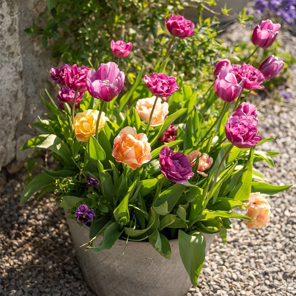 100 days of spring promise pot collection