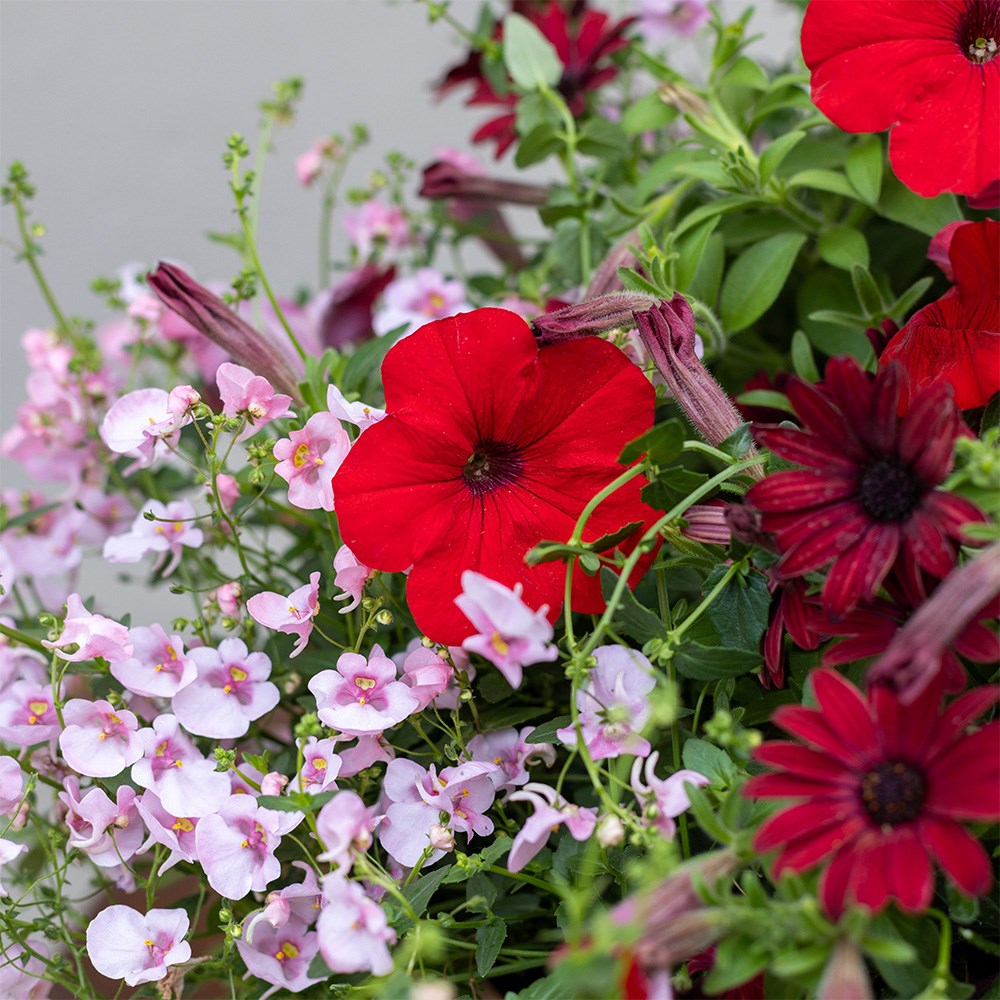 Showgirl - Easyplanter for hanging baskets & patio pots
