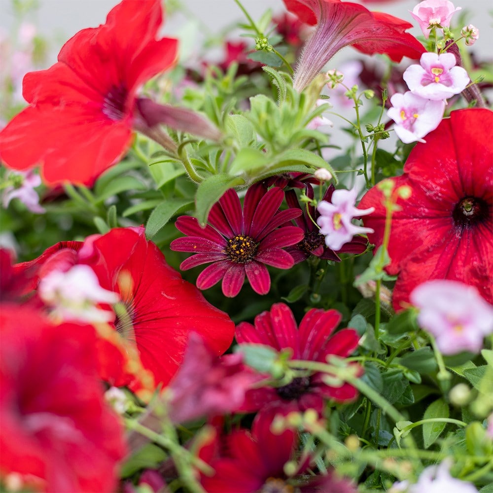 Showgirl - Easyplanter for hanging baskets & patio pots
