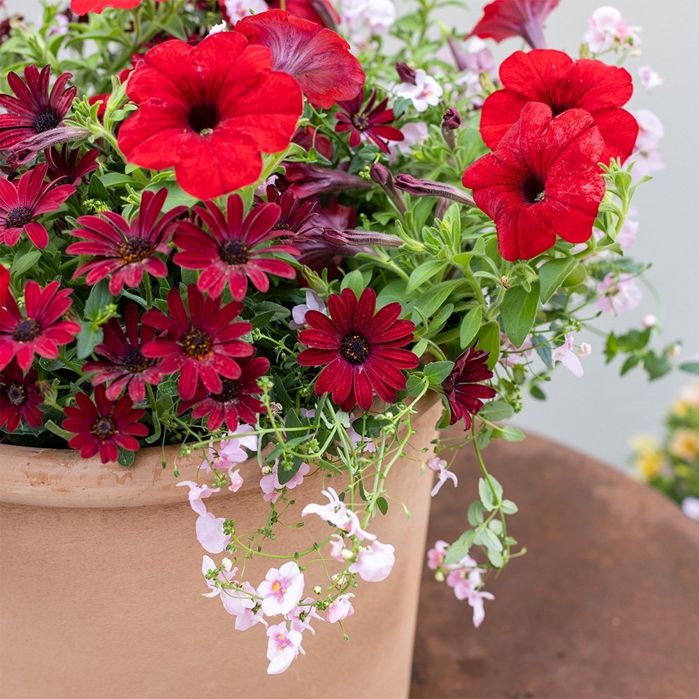 Showgirl - Easyplanter for hanging baskets & patio pots