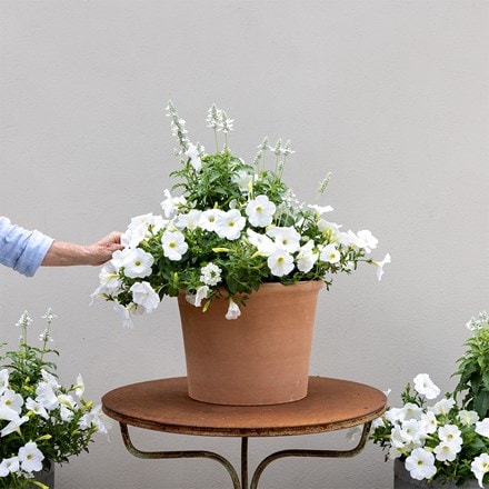 Spun Sugar - Easyplanter for hanging baskets & patio pots