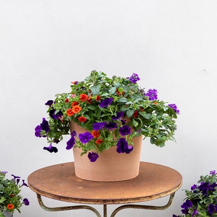 Bird of Paradise - Easyplanter for hanging baskets & patio pots