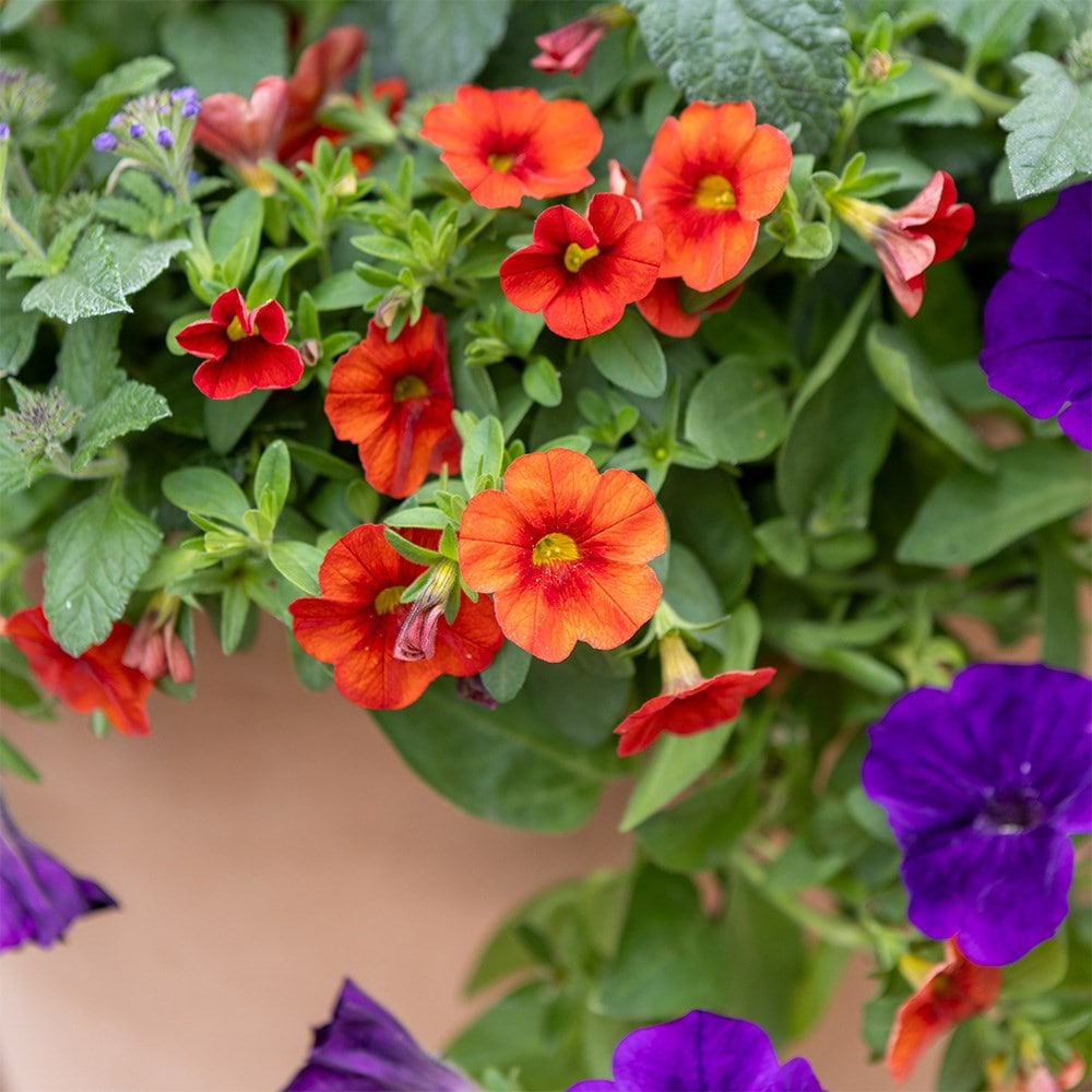 Bird of Paradise - Easyplanter for hanging baskets & patio pots