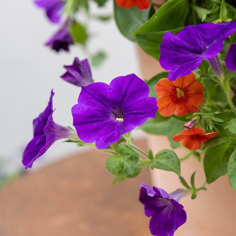 Bird of Paradise - Easyplanter for hanging baskets & patio pots