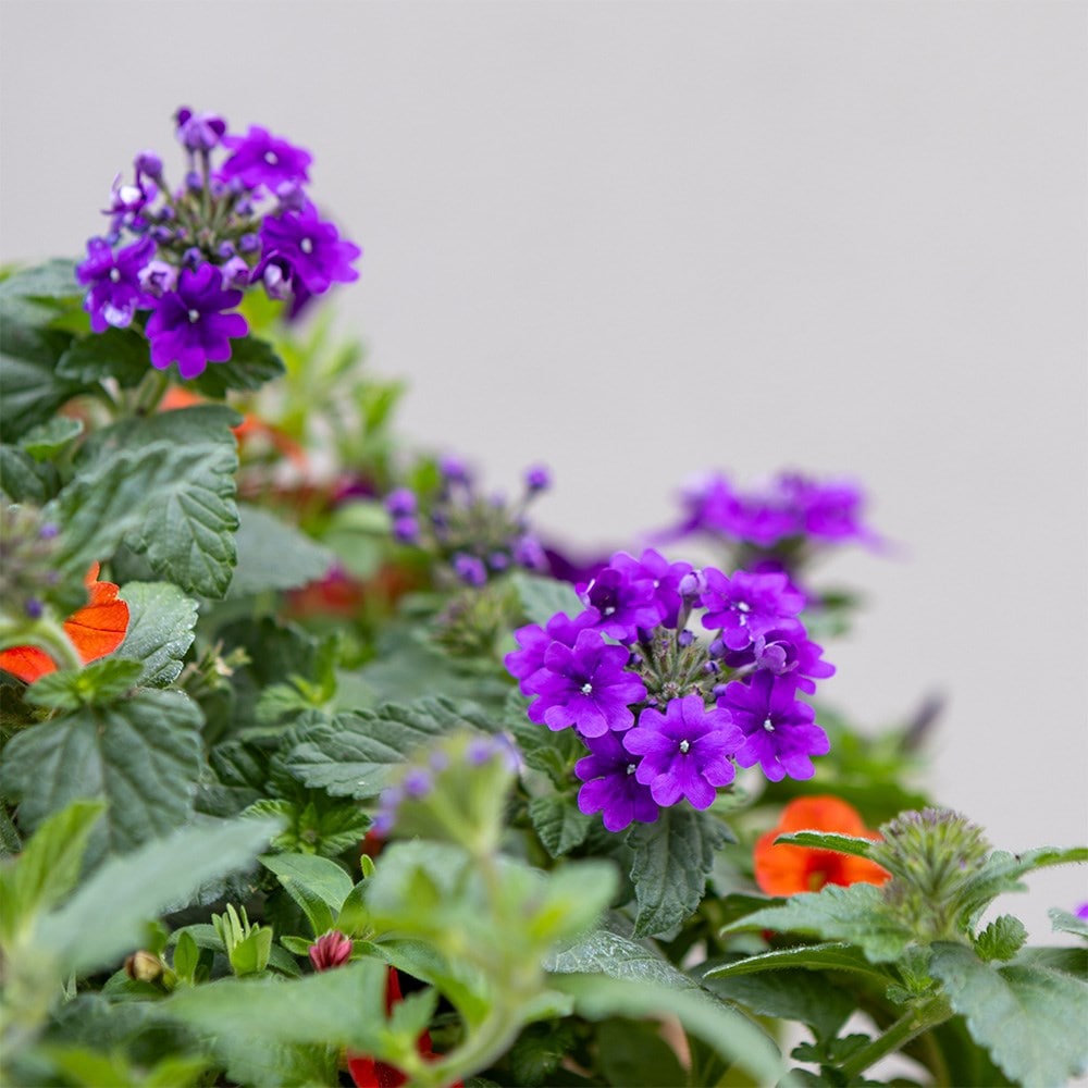 Bird of Paradise - Easyplanter for hanging baskets & patio pots