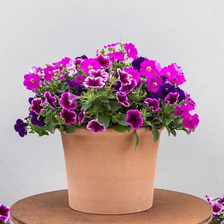 Bumbleberry Jam - Easyplanter for hanging baskets & patio pots