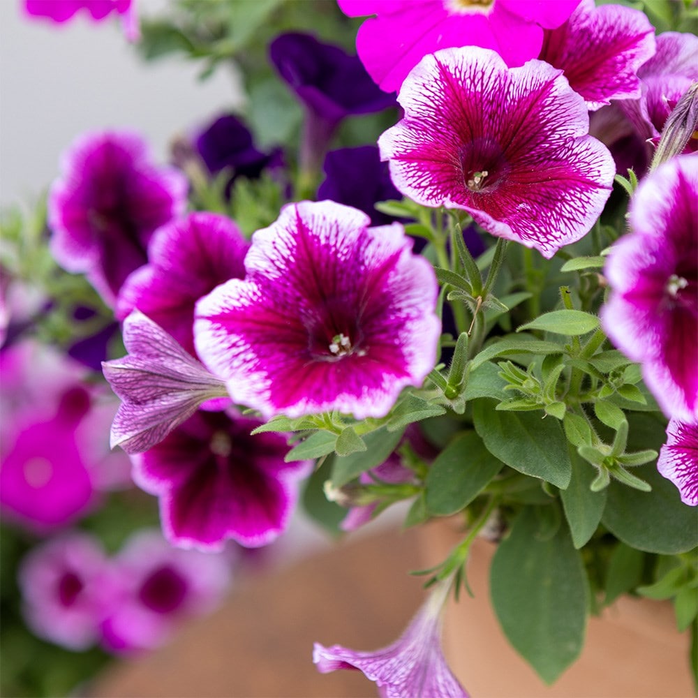 Bumbleberry Jam - Easyplanter for hanging baskets & patio pots