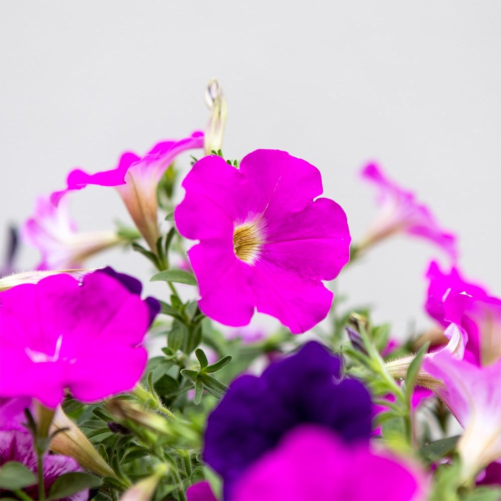 Bumbleberry Jam - Easyplanter for hanging baskets & patio pots