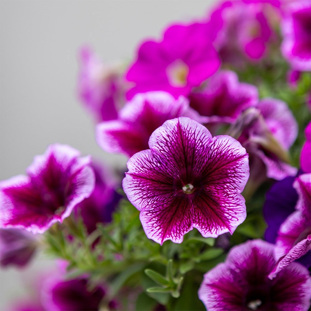 Bumbleberry Jam - Easyplanter for hanging baskets & patio pots