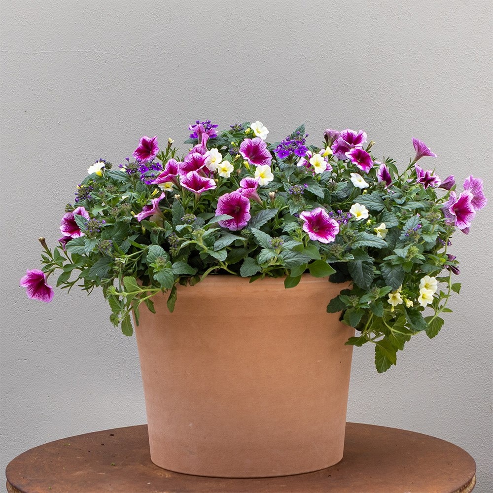 Comfortably Plum - Easyplanter for hanging baskets & patio pots