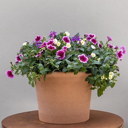 Comfortably Plum - Easyplanter for hanging baskets & patio pots