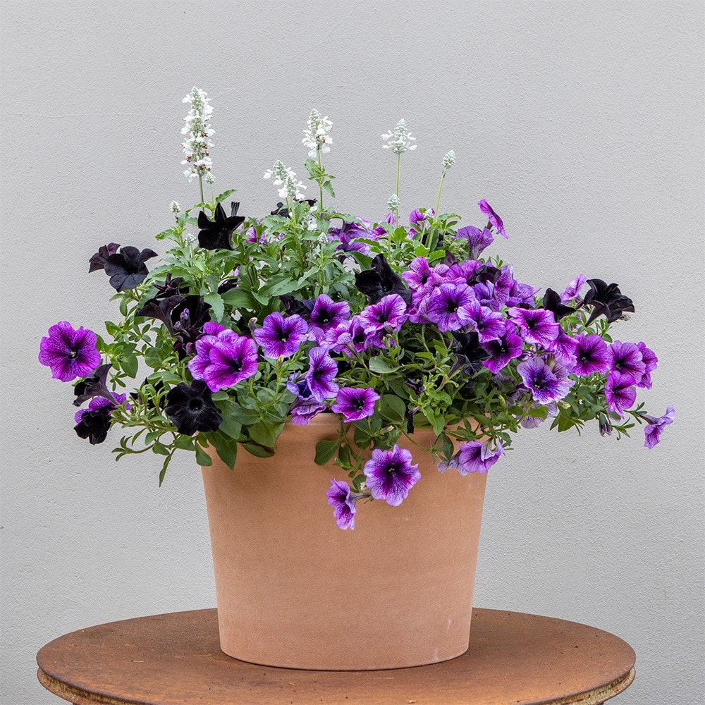 Storm Clouds - Easyplanter for hanging baskets & patio pots