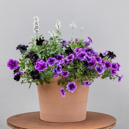 Storm Clouds - Easyplanter for hanging baskets & patio pots