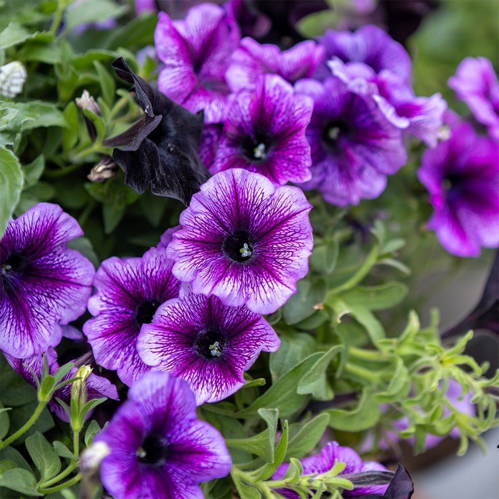 Storm Clouds - Easyplanter for hanging baskets & patio pots