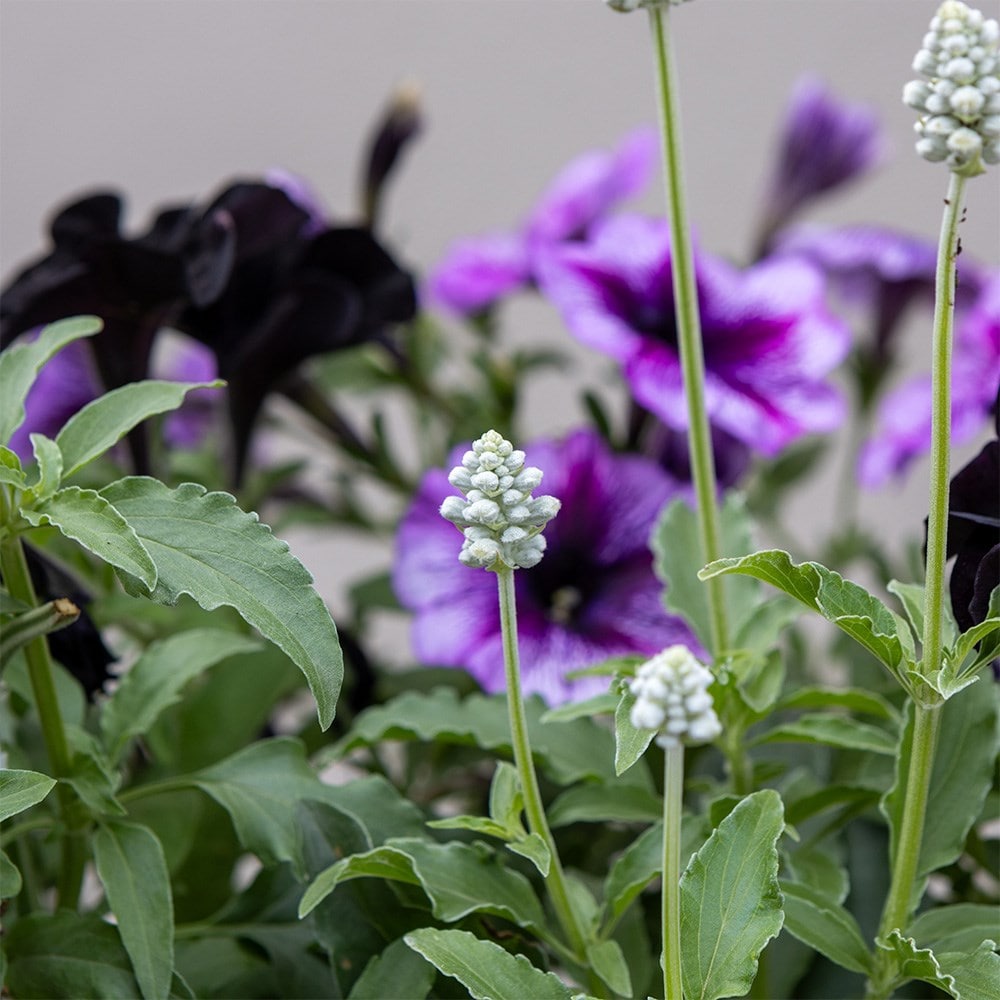 Storm Clouds - Easyplanter for hanging baskets & patio pots