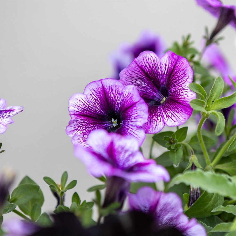 Storm Clouds - Easyplanter for hanging baskets & patio pots