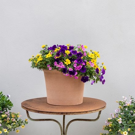 Finger Paints - Easyplanter for hanging baskets & patio pots