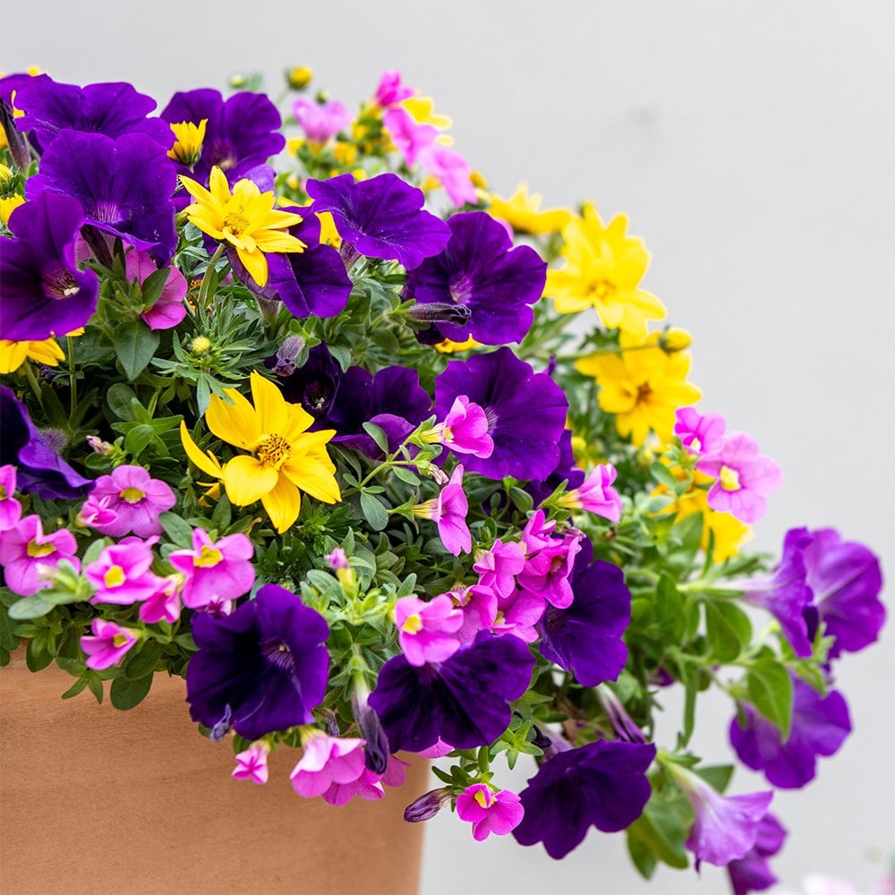 Finger Paints - Easyplanter for hanging baskets & patio pots