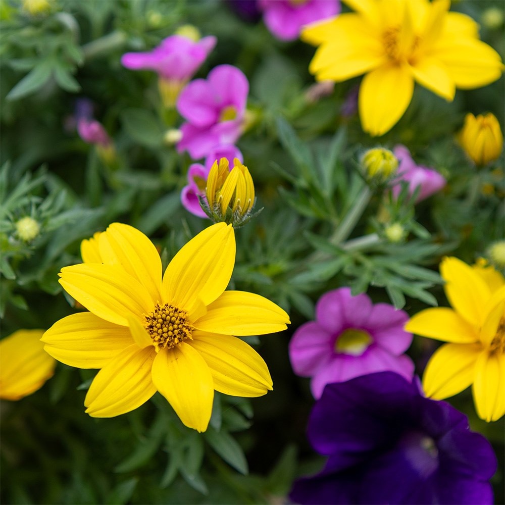 Finger Paints - Easyplanter for hanging baskets & patio pots