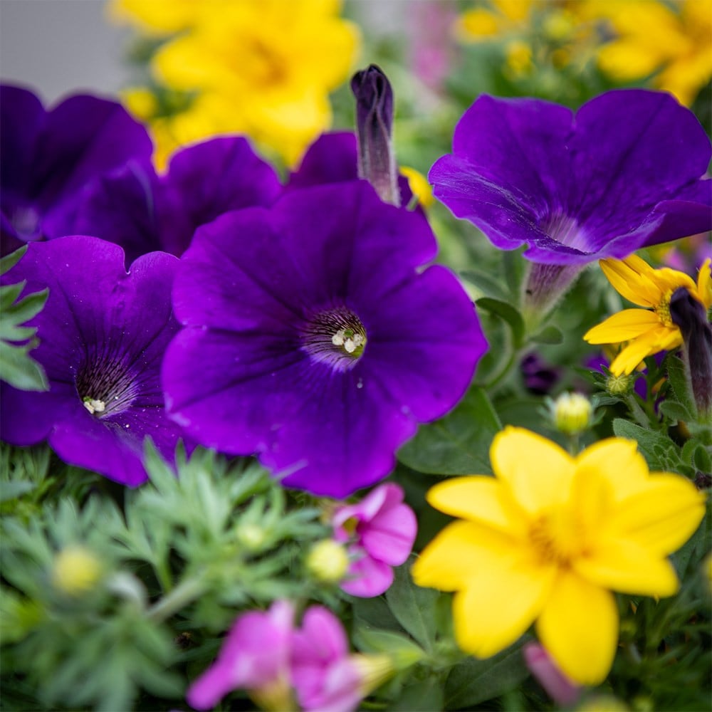 Finger Paints - Easyplanter for hanging baskets & patio pots
