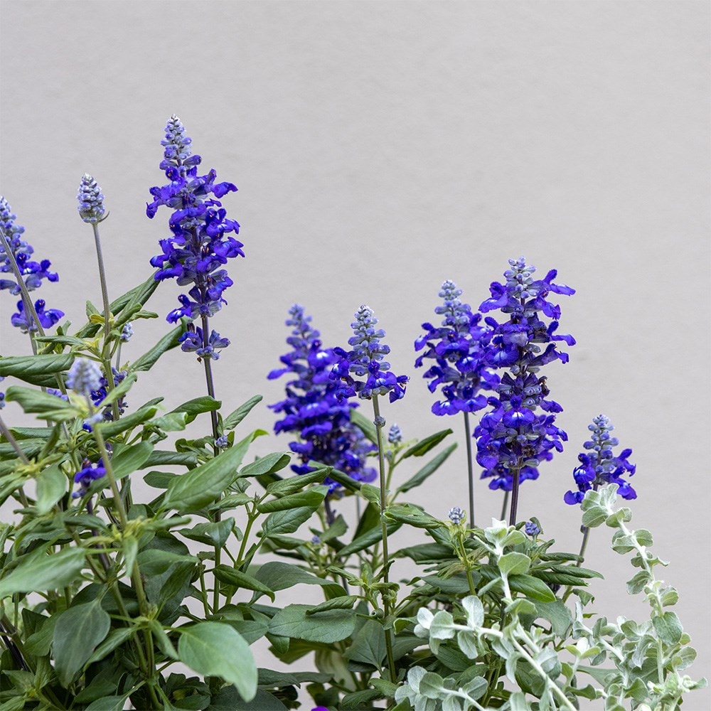 Cool Blue - Easyplanter for hanging baskets & patio pots