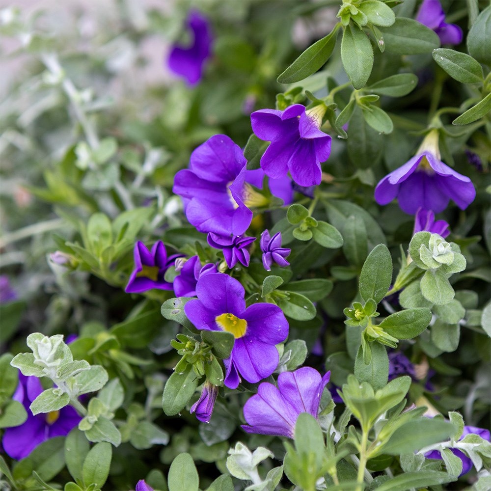 Cool Blue - Easyplanter for hanging baskets & patio pots