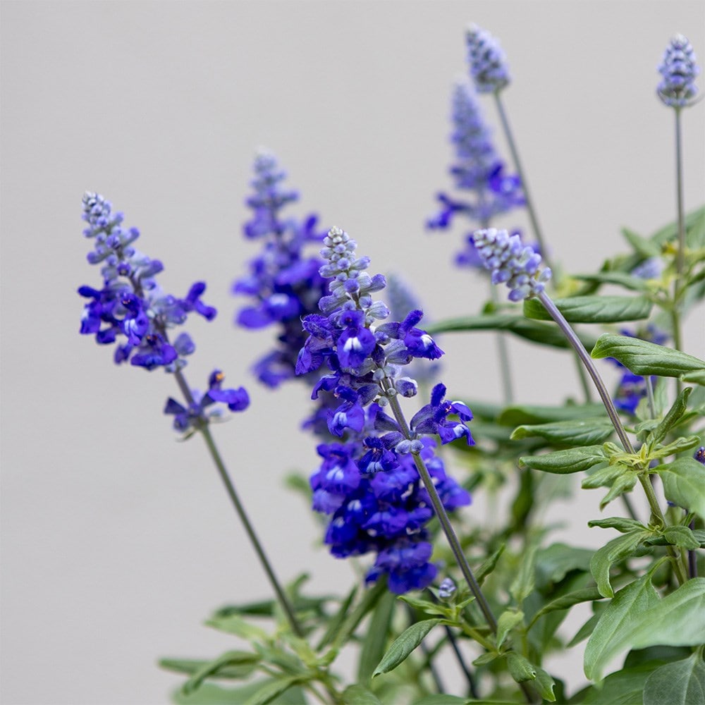 Cool Blue - Easyplanter for hanging baskets & patio pots