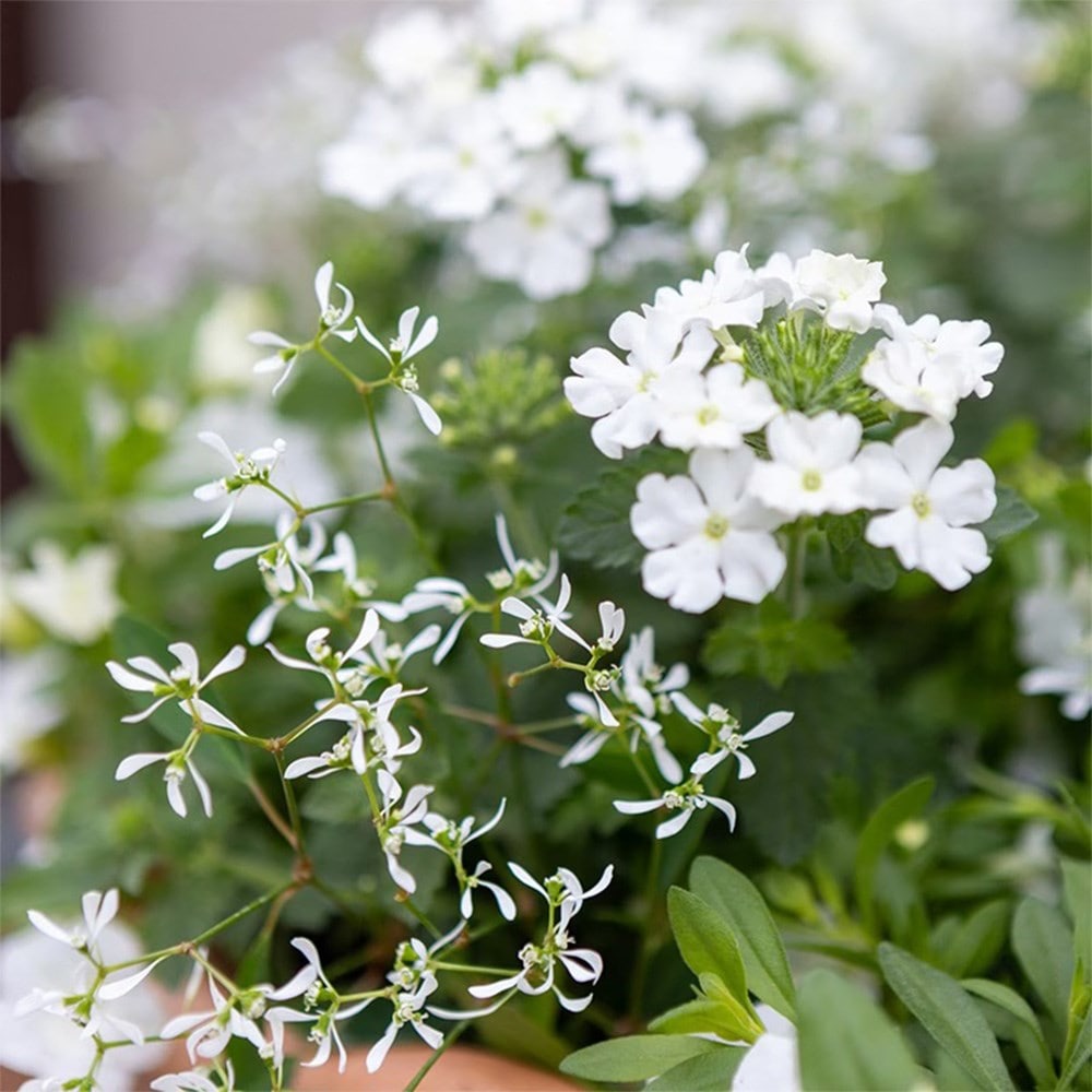 White Elegance - Easyplanter for hanging baskets & patio pots