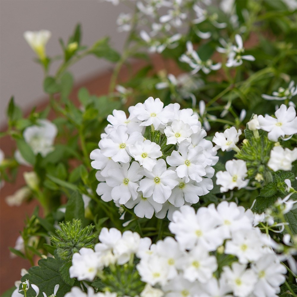 White Window Box - Easyplanter for hanging baskets & patio pots